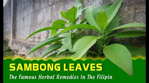 sambong in cebuano|sambong : Binisaya .